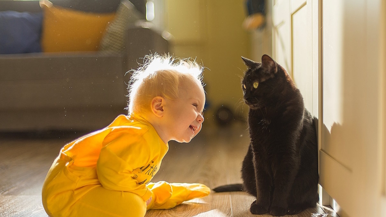 Исследование показало, что кошки могут запоминать слова быстрее, чем младенцы