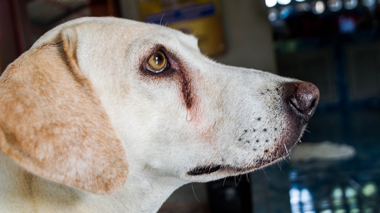 Слезные дорожки у собак и кошек: почему появляются грязные следы под глазами и как с ними бороться