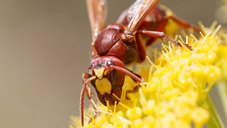 Ученые обнаружили насекомое с необычно высокой устойчивостью к алкоголю