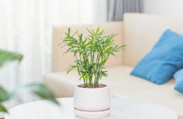 Бамбуковая пальма в квартире: цветовод дала советы, как ухаживать за хамедореей в домашних условиях