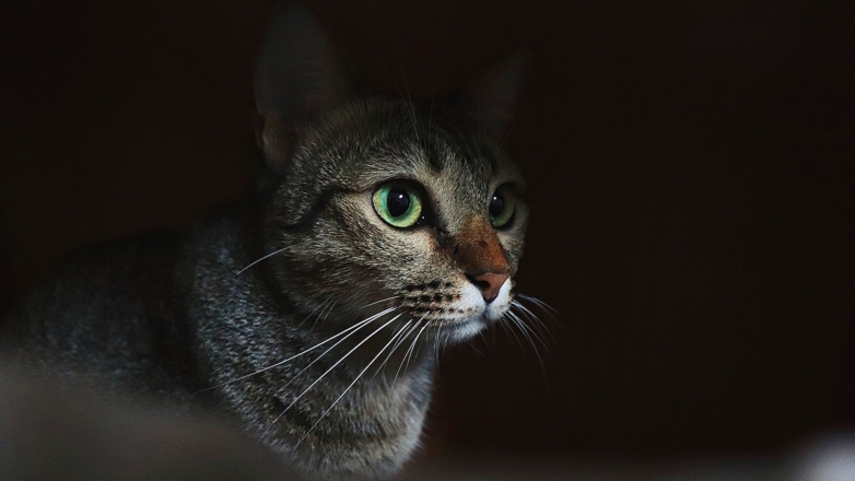 Кошка не дает спать по ночам: причины и решения