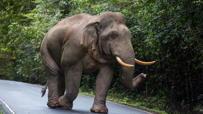 Туристка погибла в Таиланде после нападения слона