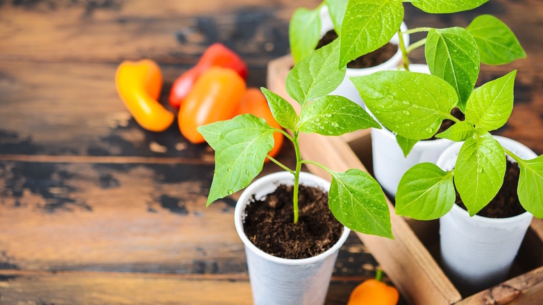 Как правильно посадить перец на рассаду в феврале: пошаговое руководство