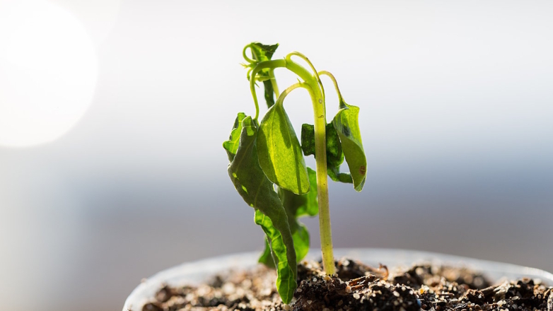 Азот, фосфор или калий: вялые листья подскажут, чего не хватает рассаде