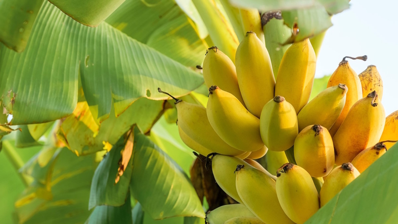 Бананы могут включить в перечень сельхозкультур России