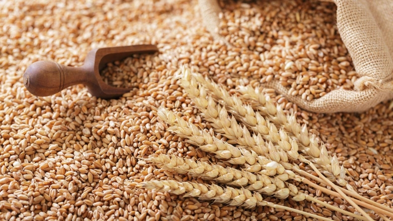 Органическую пшеницу-однозернянку начали выращивать на Ставрополье