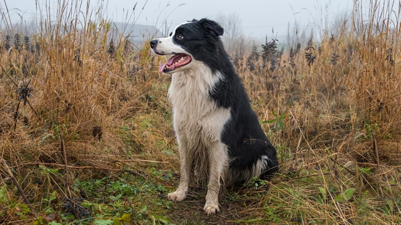 За самовыгул собак следует ввести уголовную ответственность – Клишас