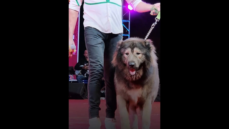 Самый дорогой в мире щенок обошелся индийскому собаководу в 5,8 миллиона долларов США