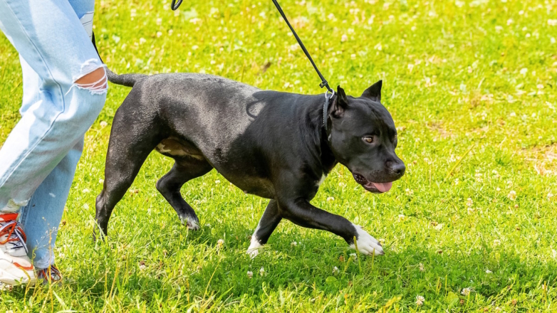 Запрет на выгул опасных пород собак могут ввести для детей и пьяных людей