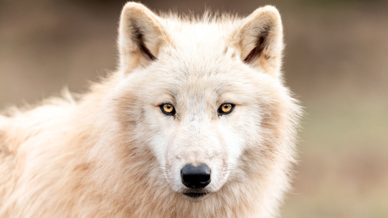 Лютоволков из "Игры престолов" воссоздали в США