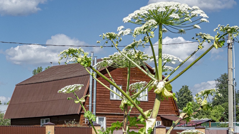 Россиян будут штрафовать за борщевик на участке: когда начнутся рейды и как избежать наказания