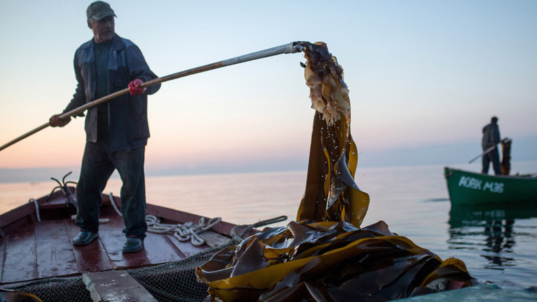 Способ получения целлюлозы из водорослей Белого моря нашли ученые в РФ