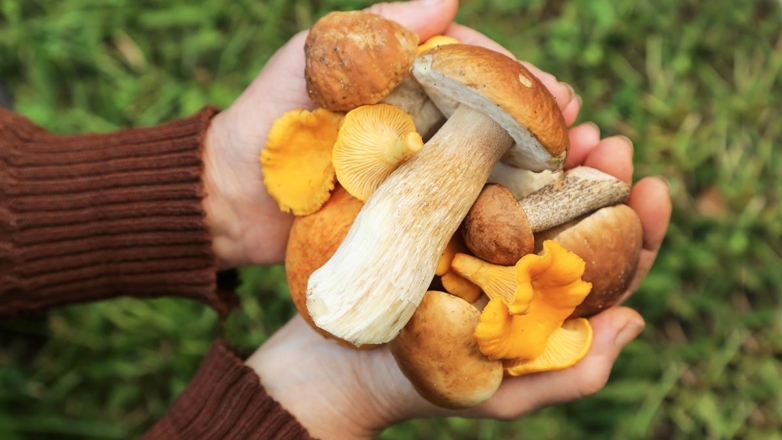 "Грибной" июнь пообещали жителям Подмосковья