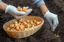 Можно ли высаживать лук-севок перед заморозками: как определить сроки посадки