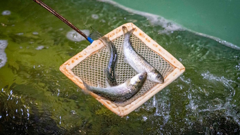 Специалисты АО "Ростерминалуголь" выпустили 300 особей атлантического лосося в Нарву