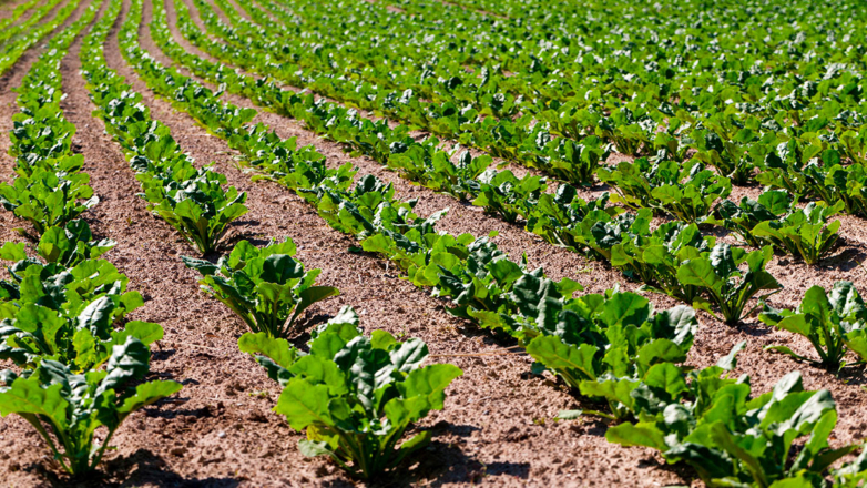 Какой ущерб нанесли майские заморозки: пострадали плодовые, картофель, сахарная свекла