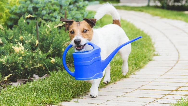 Собака портит газон: как с этим бороться и чем защитить лужайку