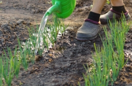 Чем подкормить лук с чесноком для большого урожая: сроки, лучшие удобрения и правила их внесения