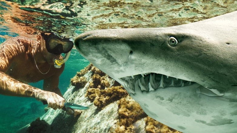 Во Флориде арестовали американца, отомстившего акуле