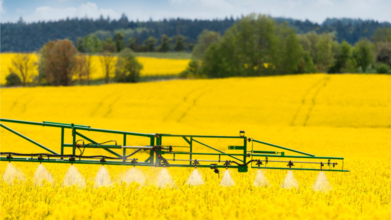 Новую технологию борьбы с вредителями рапса разработали в Казани