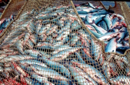 Генпрокуратура подала иски к рыбопромышленным компаниям