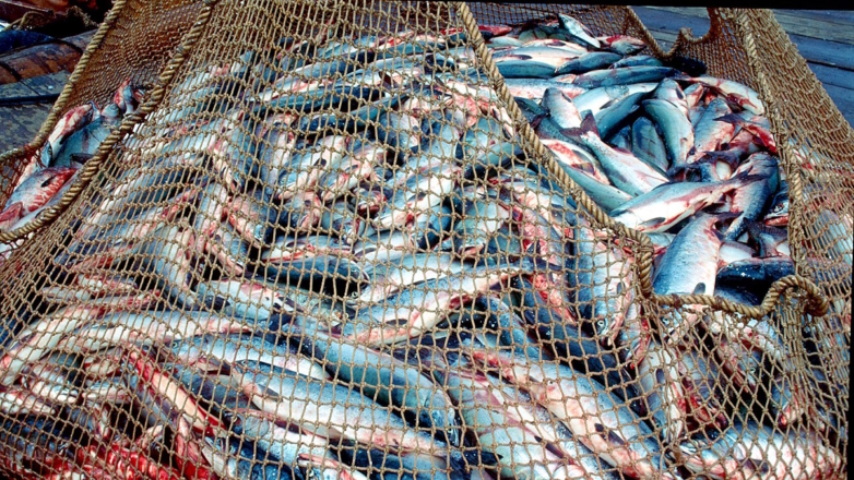 Генпрокуратура подала иски к рыбопромышленным компаниям