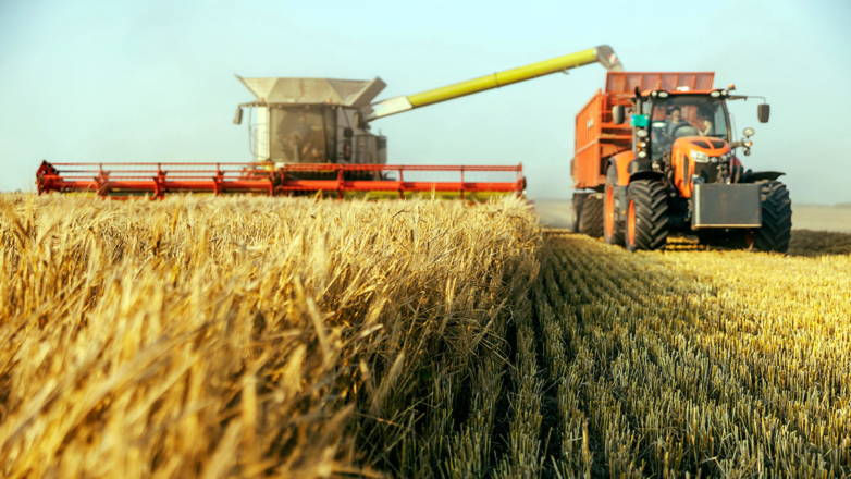 В России соберут не менее 135 млн тонн зерна в 2025 году