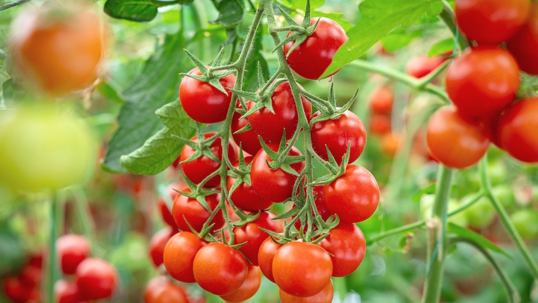 Как ускорить созревание томатов: советы и лайфхаки от экспертов