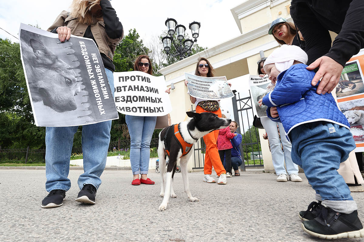 Акция против поправок в законодательство, которые должны узаконить усыпление бездомных животных