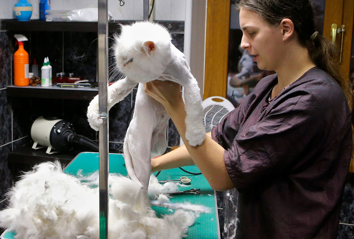 Груминг кошки