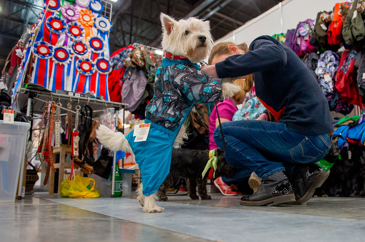 Примерка одежды для собак