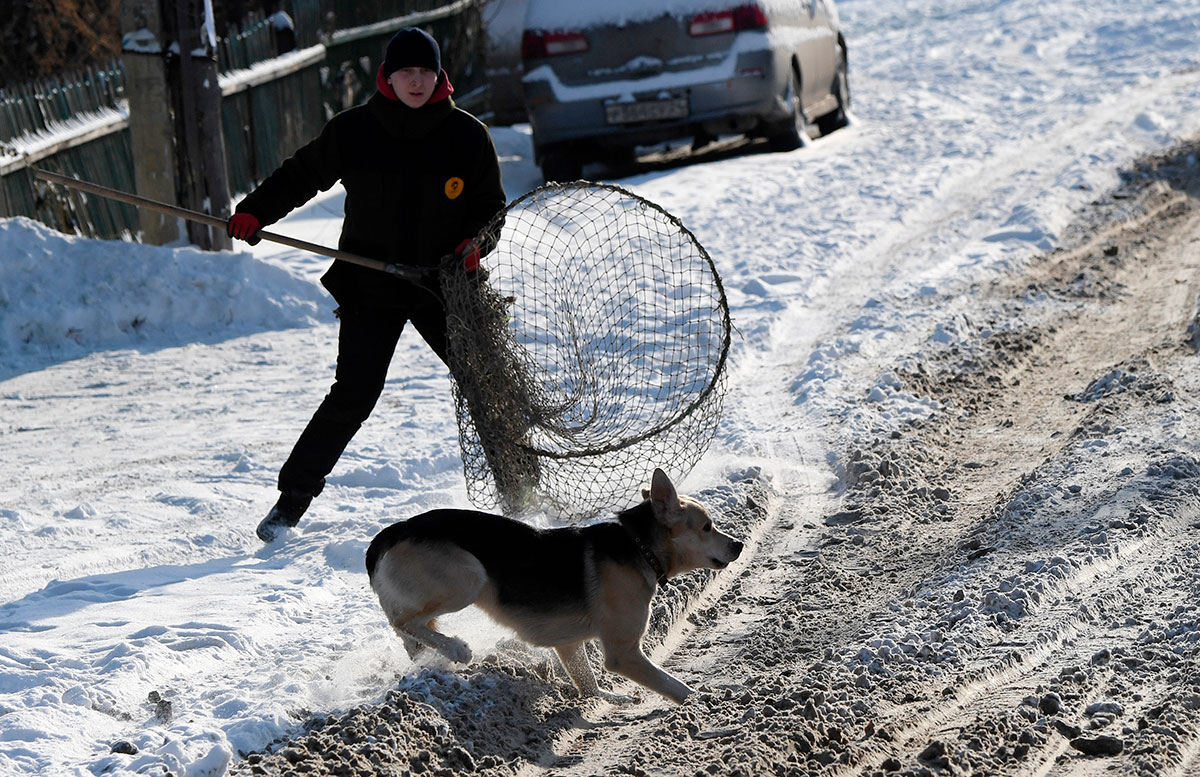 Отлов бездомных собак