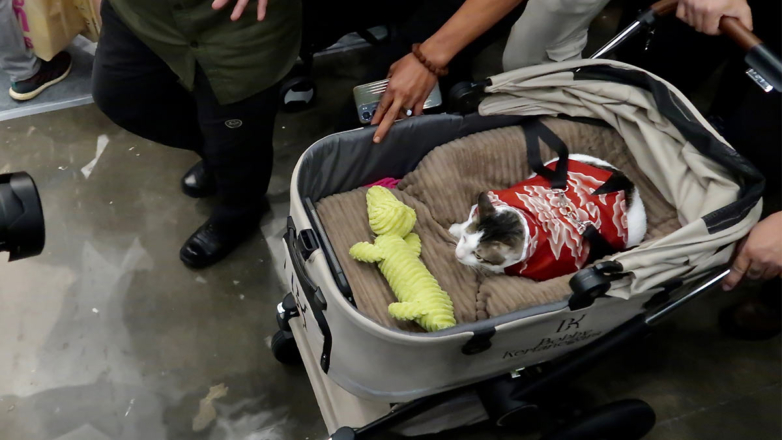 "Первый кот" Индонезии Бобби Кертанегара получил государственную охрану