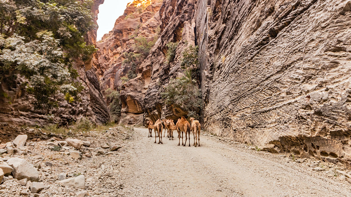 Прямые рейсы между Россией и Саудовской Аравией стартуют с 1 августа