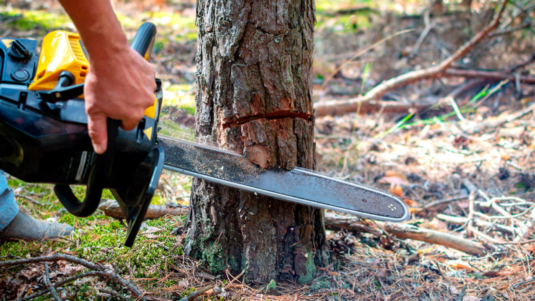 Дачникам грозит штраф за вырубку деревьев на участке, напомнили в Госдуме