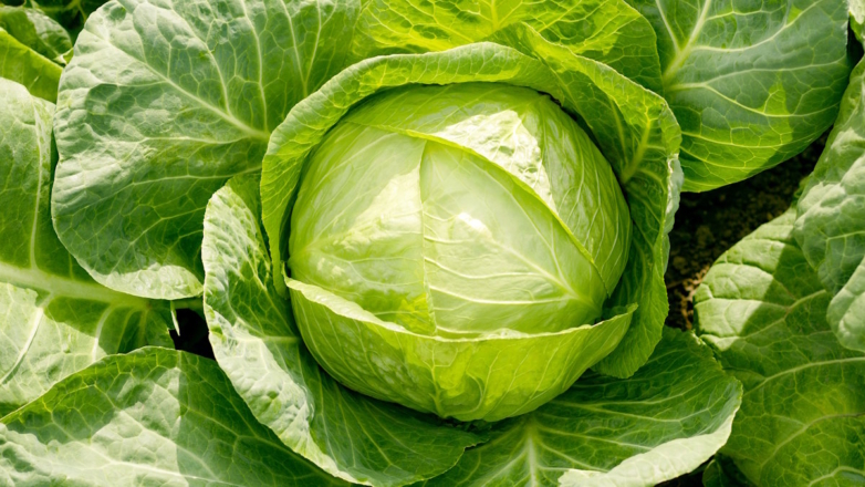 Как ухаживать за капустой в сентябре, чтобы собрать хороший урожай поздних сортов и надолго сохранить его