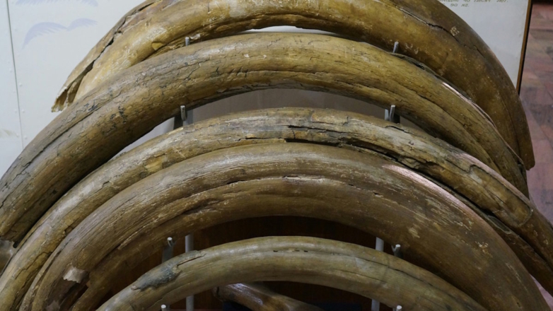 Контрабанда тонны бивней мамонта в Китай предотвращена в Благовещенске