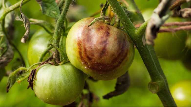 Спасаем урожай в дождливую погоду: как защитить томаты от фитофторы