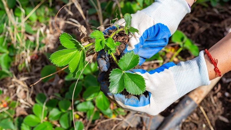 Пересадка клубники в августе: особенности, сроки и уход за ягодами