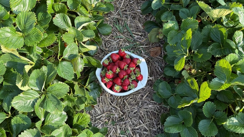 Чем подкормить клубнику в августе для хорошего урожая в следующем сезоне: виды удобрений, сроки и схема внесения