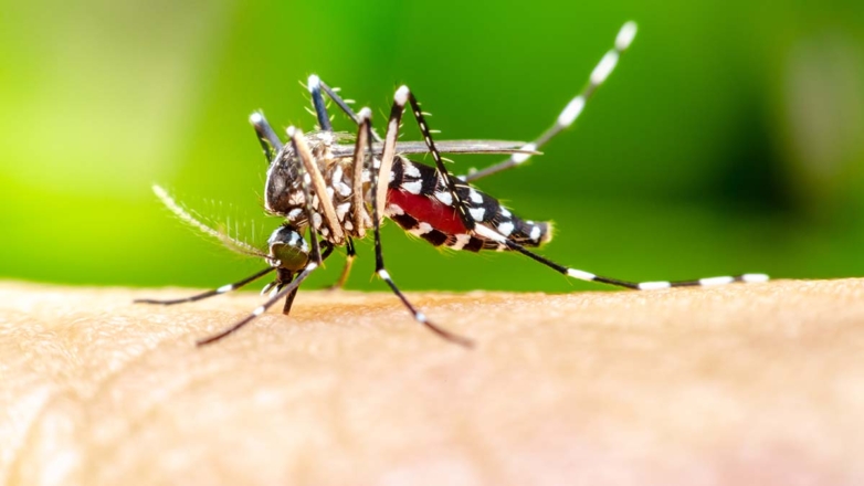 Роспотребнадзор: комары в России не переносят опасные тропические вирусы