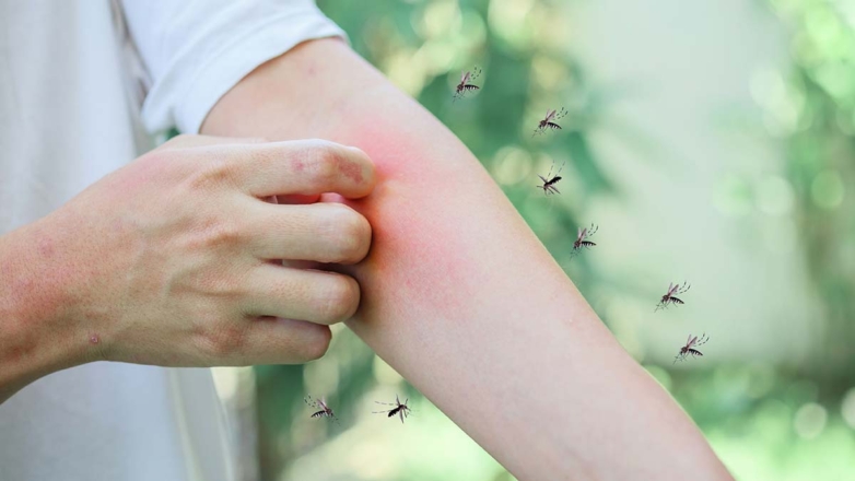 Вирусолог рассказал, как защититься от лихорадки чикунгунья