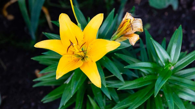 Что делать с лилиями осенью: правила ухода для пышного цветения в следующем году