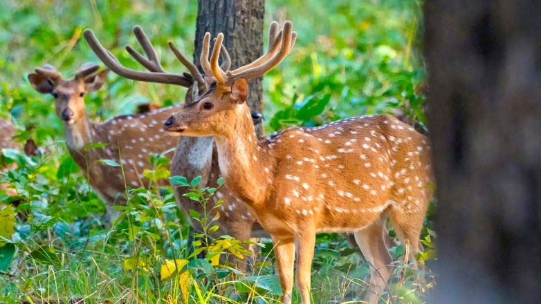 В ЛНР создадут государственный природный заповедник
