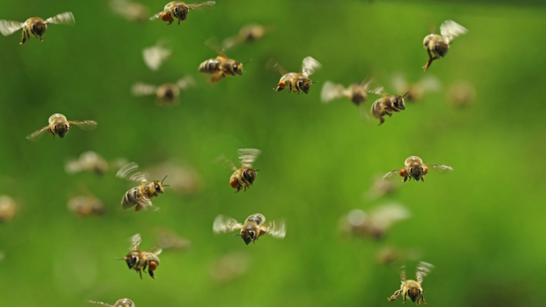 Пчела под контролем: в Китае испытали микросистему для управления полетом насекомых