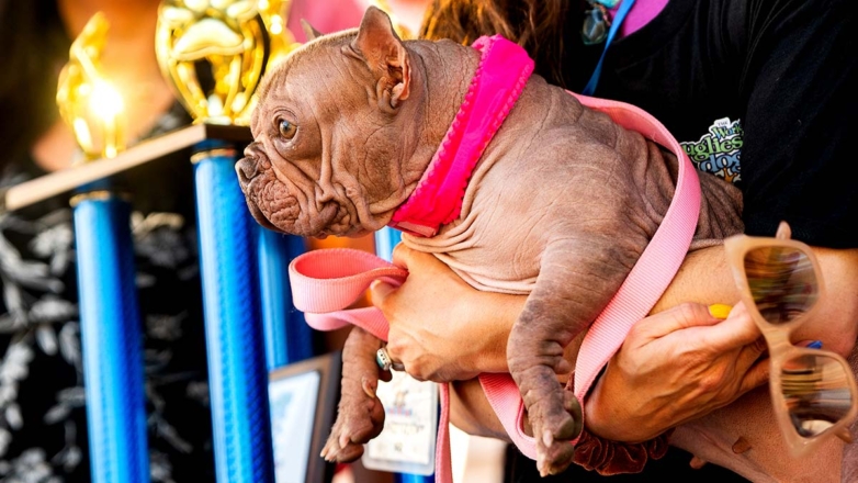 Лысый бульдог Петуния выиграла титул самой уродливой собаки в мире