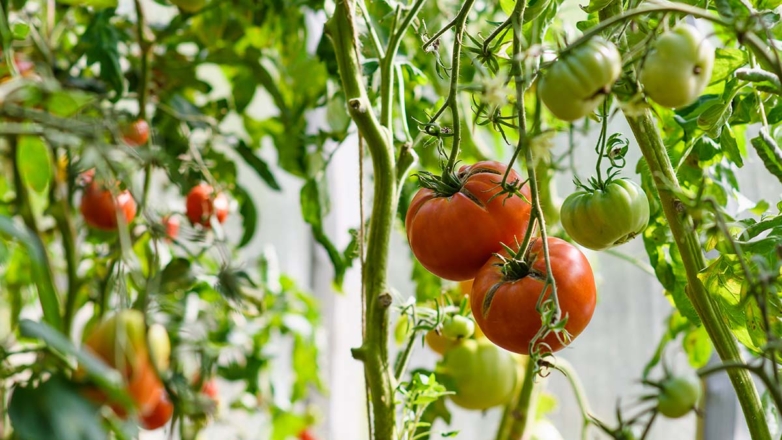 Вянут, скручиваются, опадают листья томатов в теплице: как спасти урожай