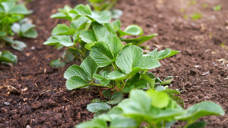 Как омолодить садовую землянику, чтобы всегда получать большой урожай