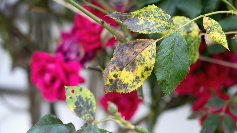 Спасаем розы: как бороться с черной пятнистостью