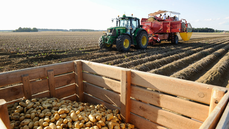 Какой урожай картофеля ожидается в России, рассказала глава Минсельхоза